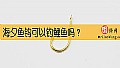 《海夕鱼钩可以钓鲤鱼吗？》封面图