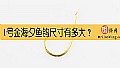 1号金海夕鱼钩尺寸有多大?