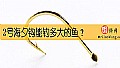 《2号海夕钩能钓多大的鱼？》封面图