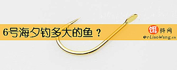 6号海夕钓多大的鱼