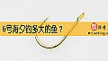 《6号海夕钓多大的鱼?》封面图