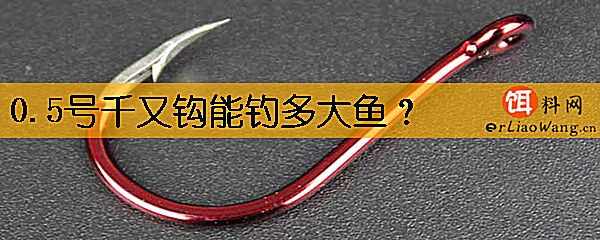 0.5号千又钩能钓多大鱼