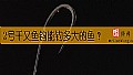 《2号千又鱼钩能钓多大的鱼？》封面图