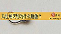《丸世朝天钩为什么跑鱼?》封面图