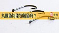 《丸世鱼钩能钓鲤鱼吗?》封面图