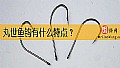 《丸世鱼钩有什么特点?》封面图