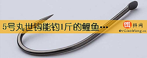 5号丸世钩能钓1斤的鲤鱼吗