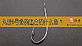 丸世6号鱼钩适合钓什么鱼?