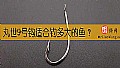 《丸世9号钩适合钓多大的鱼？》封面图