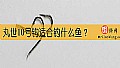 《丸世10号钩适合钓什么鱼？》封面图