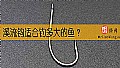 《溪流钩适合钓多大的鱼?》封面图