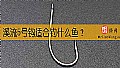 《溪流5号钩适合钓什么鱼？》封面图