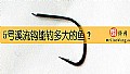 5号溪流钩能钓多大的鱼?
