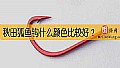 《秋田狐鱼钩什么颜色比较好？》封面图