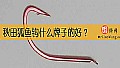 《秋田狐鱼钩什么牌子的好？》封面图
