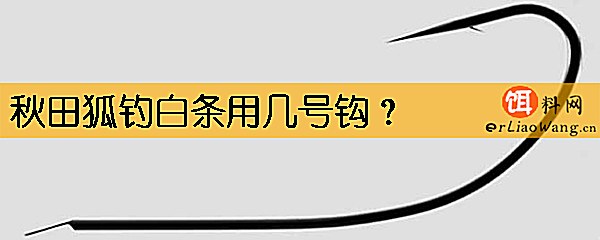 秋田狐钓白条用几号钩