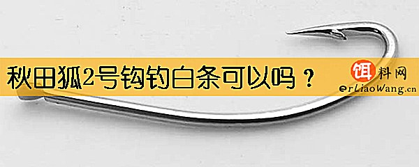 秋田狐2号钩钓白条可以吗