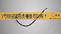 《3号秋田狐钓麦穗鱼可以吗？》封面图