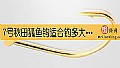 《7号秋田狐鱼钩适合钓多大的鱼？》封面图