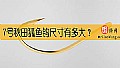 《7号秋田狐鱼钩尺寸有多大?》封面图