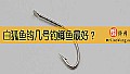 《白狐鱼钩几号钓鲫鱼最好？》封面图