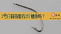 《2号白狐钩能钓2斤鲤鱼吗？》封面图