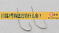 《白狐2号钩适合钓什么鱼？》封面图