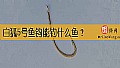 《白狐5号鱼钩能钓什么鱼？》封面图