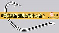 《6号白狐鱼钩适合钓什么鱼？》封面图