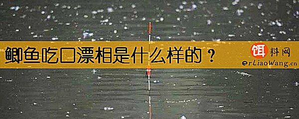 鲫鱼吃口漂相是什么样的