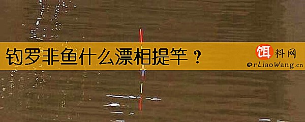 钓罗非鱼什么漂相提竿