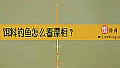 《饵料钓鱼怎么看漂相？》封面图