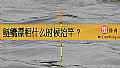 《鲢鳙漂相什么时候抬竿？》封面图
