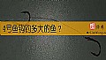 《4号鱼钩钓多大的鱼？》封面图