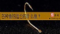 《各种鱼钩适合钓什么鱼？》封面图