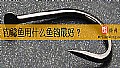 《钓鲶鱼用什么鱼钩最好？》封面图