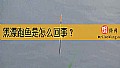《黑漂跑鱼是怎么回事？》封面图