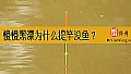 慢慢黑漂为什么提竿没鱼？