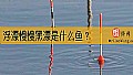 浮漂慢慢黑漂是什么鱼？