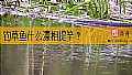 《钓草鱼什么漂相提竿？》封面图