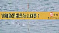 钓鲫鱼黑漂是怎么回事？