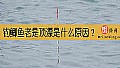 《钓鲫鱼老是顶漂是什么原因？》封面图