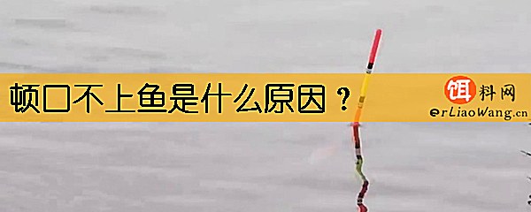 顿口不上鱼是什么原因