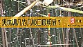 黑坑调几钓几顿口最明显？