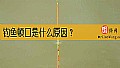 《钓鱼顿口是什么原因？》封面图