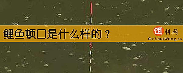 鲤鱼顿口是什么样的