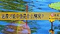 送漂才能中鱼是什么情况？