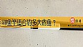 《5H鱼竿适合钓多大的鱼?》封面图