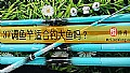 《37调鱼竿适合钓大鱼吗？》封面图
