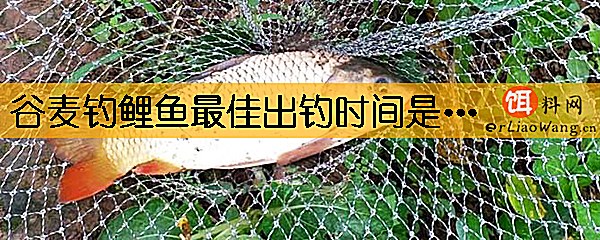 谷麦钓鲤鱼最佳出钓时间是什么时候